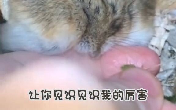 Hey, I'm a fierce beast!