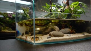 Kolam Kepiting Aquaterrauium Paludarium