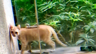 Shadow Clone Technique