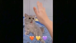 Funny puppies and cats videos