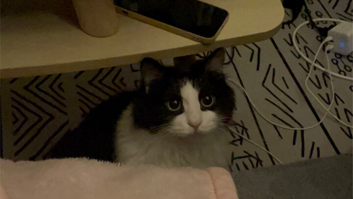 [Archive 1] The Ultimate Dominating Cat is Very Worried About You