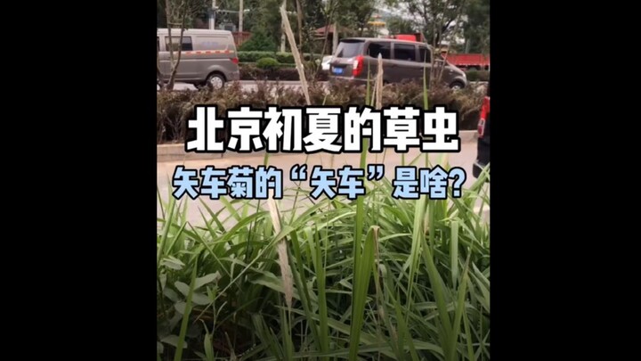 【حشرات العشب في أوائل الصيف ببكين】 ما معنى كلمة “سِيتشِه” في اسم زهرة السُّلَّاج؟