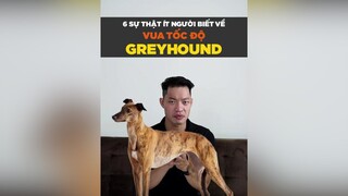 6 sự thật ít người biết về vua tốc độ Greyhound petnhatrang petonesaigon tuitienpet dcgr