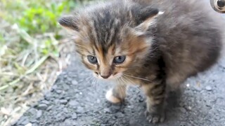 Kucing kecil liar itu menghalangi jalan dan meminta makanan kucing, sangat imut dan lucu, membawanya