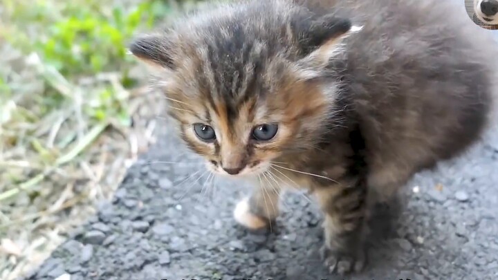 The little stray cat blocked the way and asked for cat food. It was so cute and funny. It took it ho