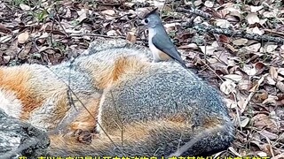 สุนัขจิ้งจอกที่ยังหลับใหลอย่างสนิท แม้ในฝันก็คิดไม่ถึงว่าตัวเองจะโดนปล้ำแบบนี้