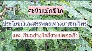 คะน้าแม็กซิโกหรือผักไชยา กินอย่างไรจะปลอดภัย และยังต้านมะเร็ง เบาหวาน ความดัน/โดยฮอยไทยอีสาน