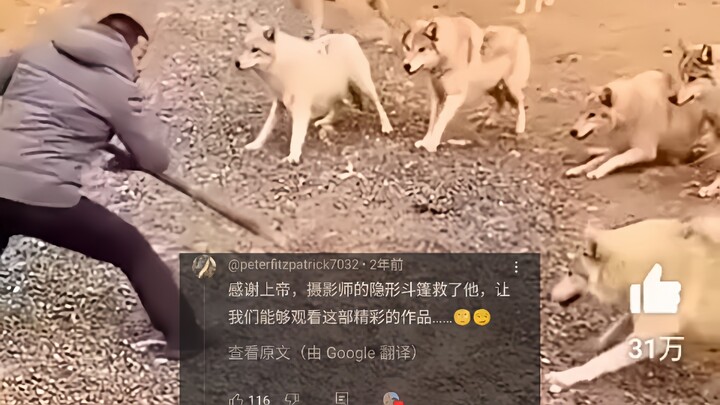 外网热议中国牧民被10只狼包围遭质疑，5000万人浏览，网友：摄影师会隐身吗？