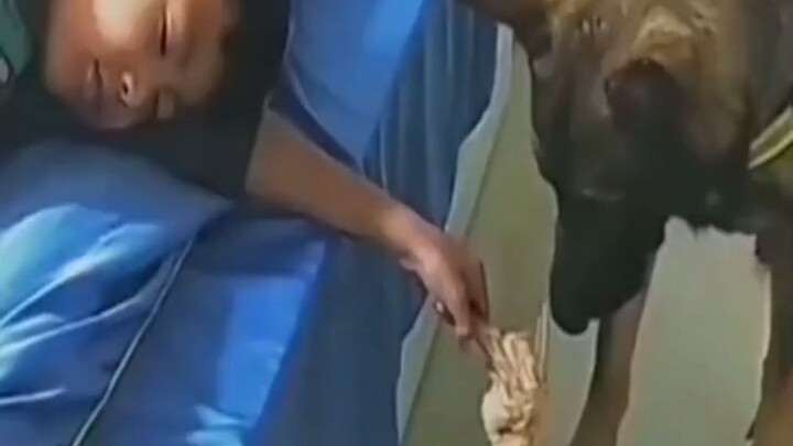 Chủ nhân nhỏ đã ngủ say nhưng vẫn nắm chặt đùi gà, chú chó kiên nhẫn chờ đợi khoảnh khắc miếng thịt 