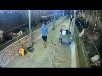 6月4日，云南文山，一名男子喂牛时不慎踩空，把自己摔晕。➣