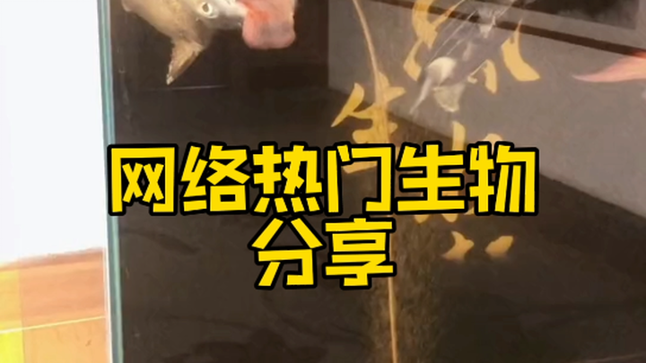Online viral creature identification: A shark got stuck while eating a fish, a “laughing” fish—could
