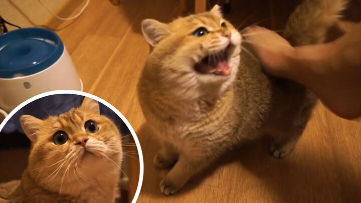 Ai nói tôi không biết kêu meo meo, chỉ hơi lười thôi [Hosico]