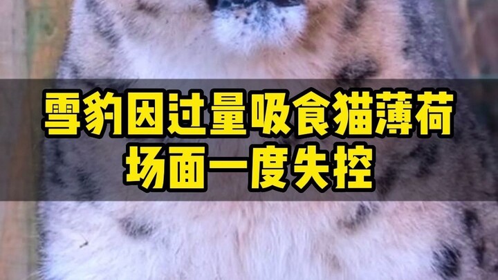 Snow leopard overdosed on catnip, causing the situation to get out of control