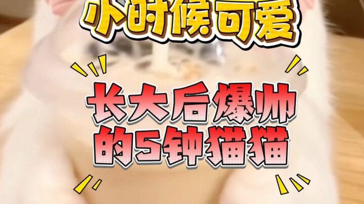 “Cute Milk Cat Drinking Bubble Tea Is So Adorable! 5 Kitten Breeds That Start Off Cuddly and Turn In