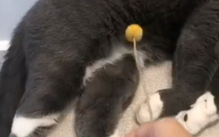 A one-second way to wake up a sleeping cat
