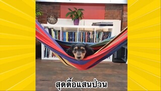 สัตว์เลี้ยงเพื่อนขนปุย : สุดดื้อแสนป่วน