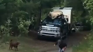 Guy rescuing his dog from an attacking Mountain Lion