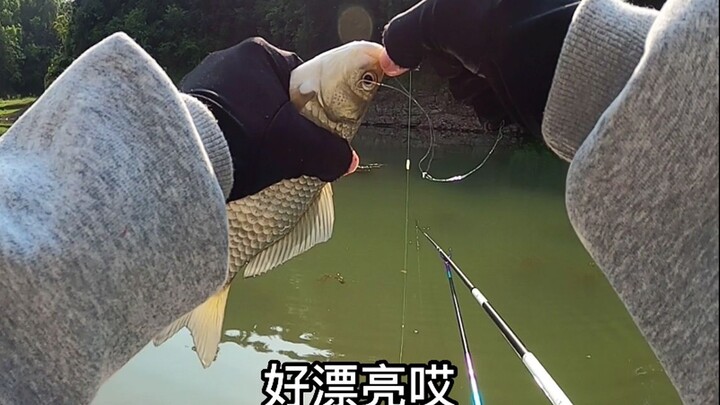 There are big crucian carps all along the aquatic plants, haha.