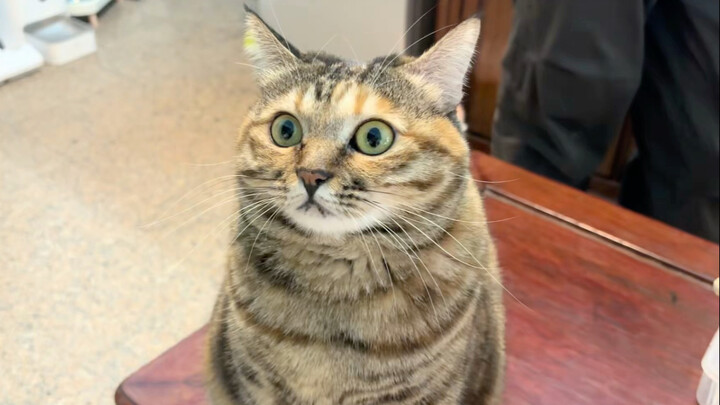 ผลัดกันลูบแมวสามตัวที่แตกต่างกัน แมวของแฟนตอบสนองตลกสุดๆ โหลาโวยวายไม่หยุดเลย…