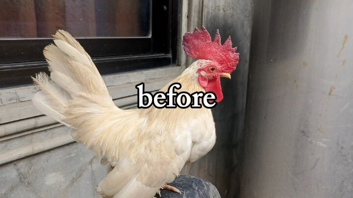 bantam white kelso dinosaur cut