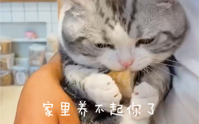 When the scammer told the cat it was being sold