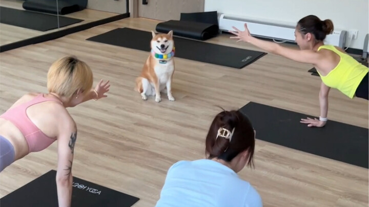Dog: I’m here to supervise you doing yoga.
