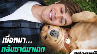 เมื่อหมากลับชาติมาเกิดซ้ำแล้วซ้ำเล่า ต้องออกผจญภัยเพื่อตามหาเจ้านายเก่าที่มันรักที่สุด | สปอยหนัง