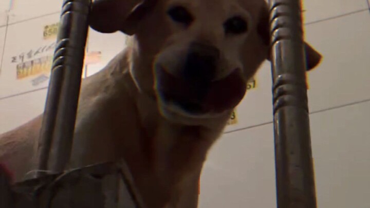 Sejak kecil aku sudah merasa anjing ini punya aura yang luar biasa.