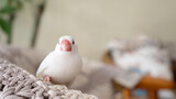 Cara Membesarkan Burung Mannikin yang Penurut Dari Kecil