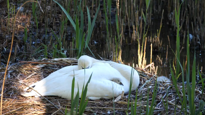 Gia đình thiên nga thức dậy từ giấc ngủ trong buổi sớm mai