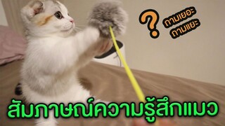 สัมภาษณ์ความรู้สึกแมว หลังจากเข้าบ้านใหม่!