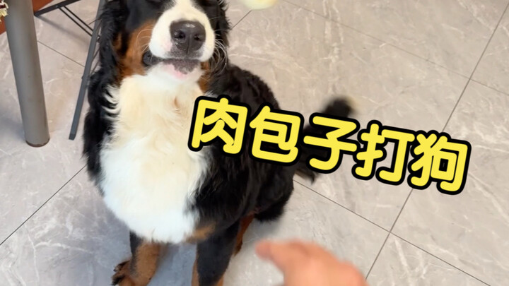 "Memukul anjing dengan bakpao daging, masih bisa kembali"