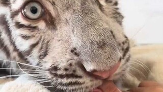 If you are a tiger, lie down right there. Do you understand?