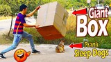 Giant Box vs Prank Dogs Challenge 2021 - Must Watch Most Funny Video Prank Dogs Try Not To laugh