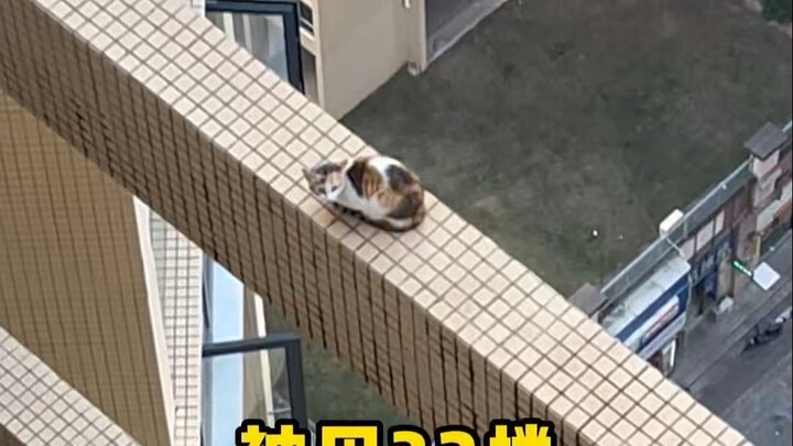 Shaking with fear while trapped on a 32nd‑floor beam, it tries to jump as soon as you get close...