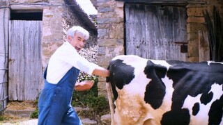 Sapi: Apakah kamu sopan?