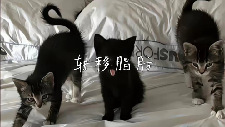 【Bᴀ̆̈ʙ̆̈ʏ̆̈】แอปเปิ้ลแคทช่วยกระจายไขมัน ได้หุ่นและน้ำหนักในฝัน