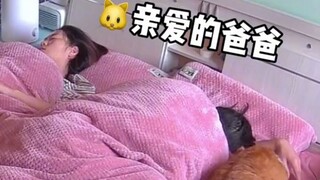 Mèo con gọi chủ nhân dậy, cuối cùng lại bị chủ nhân ôm vào chăn.