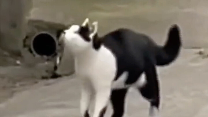 猫：wc好叼，忘了我也会