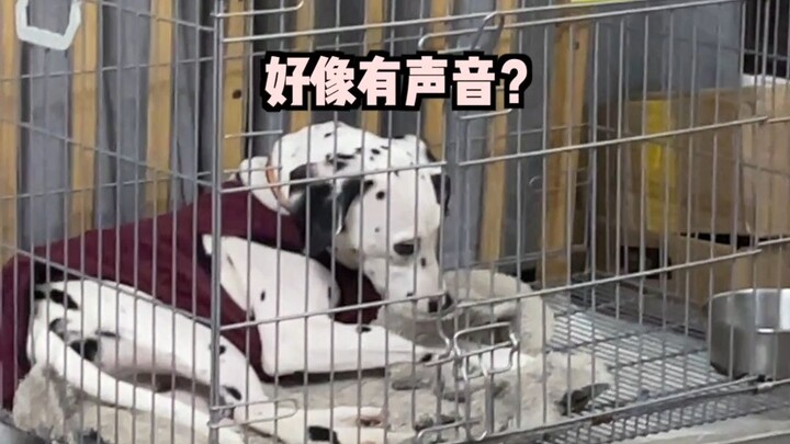 Kasus terungkap! Anjing saya bukan tuli selektif, tapi benar-benar tuli!