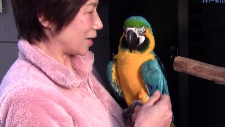 A Heartwarming Bond: “Xiao Hei,” an Elderly Macaw Who’s Lived Through Three Generations of Owners