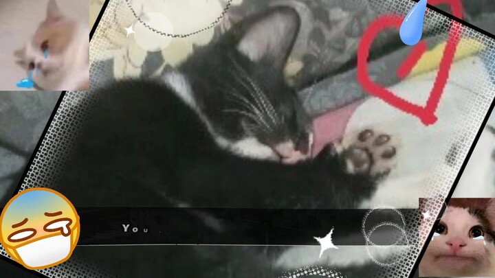 my cat i love you.... 💔🥲🙂