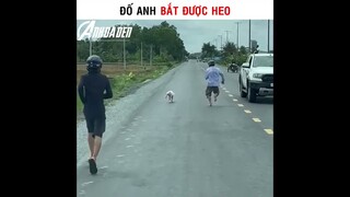 Đố Anh Bắt Được Heo