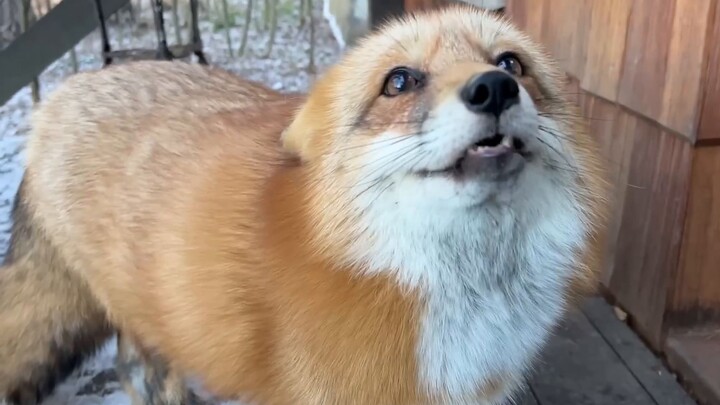 Rubah: Betapa menyebalkan, paman ini tidak memberi makanan apa pun, langsung saja mendorongku ke tan