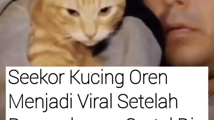 oren bukan sembarang oren