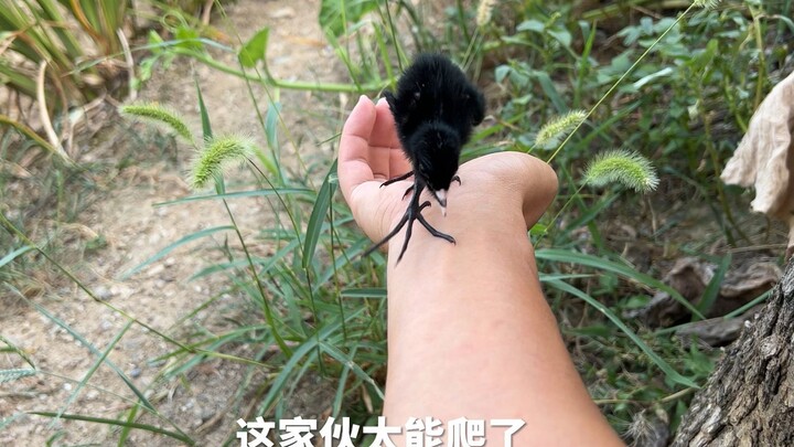 小黑鸡跑了一只，剩下的这只总喜欢往肩膀上爬