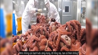 Công Nhân Nhà Máy Bạch Tuộc Lương Tháng 90 Triệu