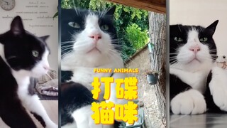 打碟奶牛闪亮登场✨
