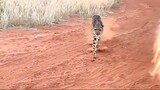 Cheetah attacking human