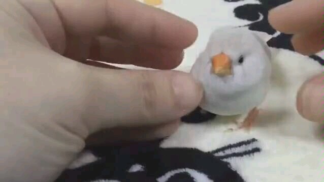 นกรัว
